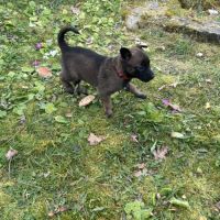 Chiots malinois à vendre #11