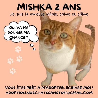 Magnifique duo de couleurs blanc et roux #1