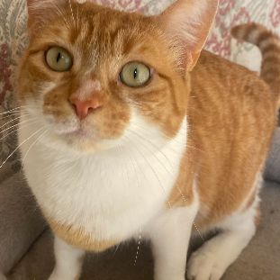 Magnifique duo de couleurs blanc et roux #3