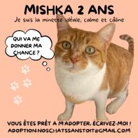 Magnifique duo de couleurs blanc et roux #1