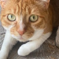 Magnifique duo de couleurs blanc et roux #0