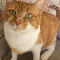 Magnifique duo de couleurs blanc et roux #3