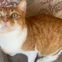 Magnifique duo de couleurs blanc et roux #4