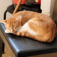 Magnifique duo de couleurs blanc et roux #5