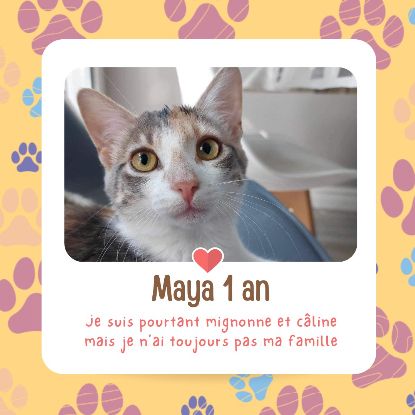 Superbe tigrée blanche à adopter #1