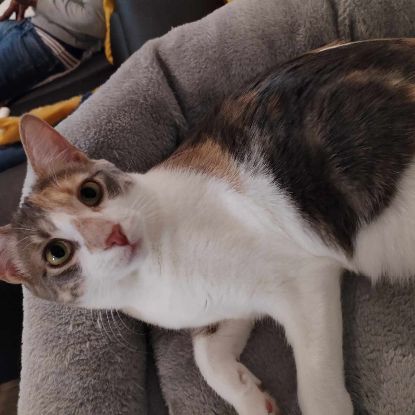 Superbe tigrée blanche à adopter #3