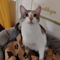 Superbe tigrée blanche à adopter #4