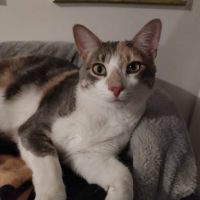 Superbe tigrée blanche à adopter #5