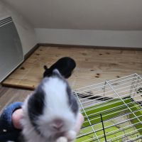 Lapereaux nain polonais