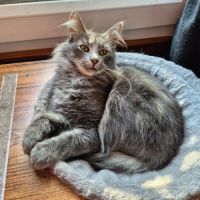 Cherche chat norvégien loof pour saillie