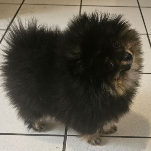 Spitz pomeranien nain #2