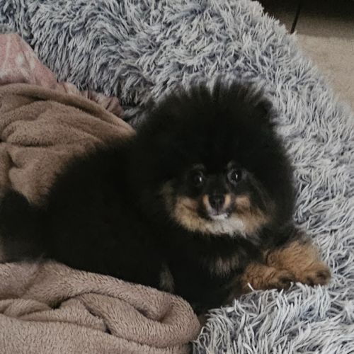 Spitz pomeranien nain #3