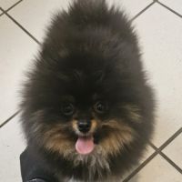 Spitz pomeranien nain #1