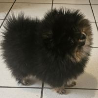 Spitz pomeranien nain #2