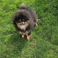 Spitz pomeranien nain #4