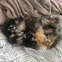 Spitz pomeranien nain #5