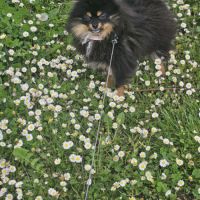 Spitz pomeranien nain #0