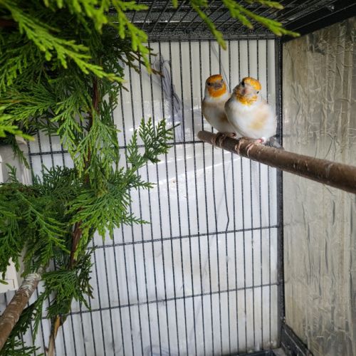 Couples mutation brun pastel #2