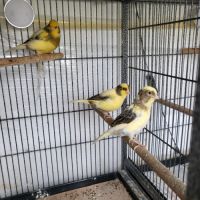 Couples mutation brun pastel #1