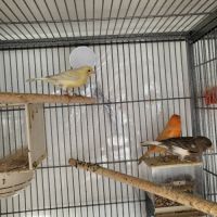 Couples mutation brun pastel #4