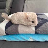 Chinchilla #1