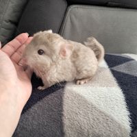 Chinchilla #3