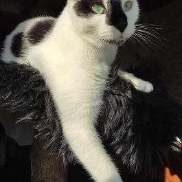 Adorable et jouer azrael sos #2