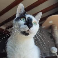 Adorable et jouer azrael sos #0