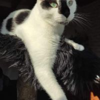 Adorable et jouer azrael sos #2