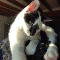 Adorable et jouer azrael sos #3