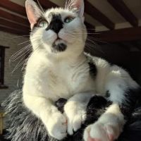 Adorable et jouer azrael sos #4