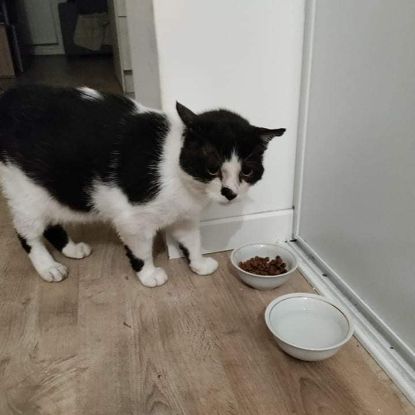 Patachou superbe sénior noir et blanc #2