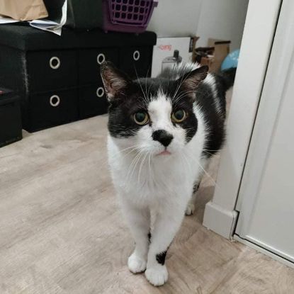 Patachou superbe sénior noir et blanc #3