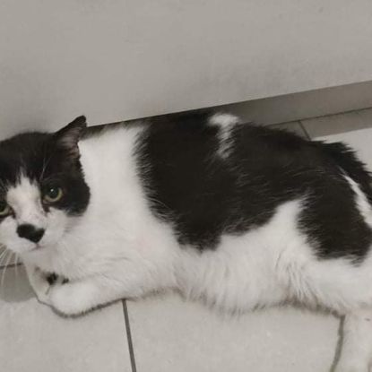 Patachou superbe sénior noir et blanc #4