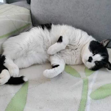 Patachou superbe sénior noir et blanc #5