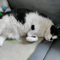 Patachou superbe sénior noir et blanc #0