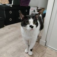 Patachou superbe sénior noir et blanc #3