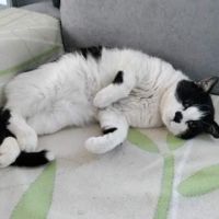 Patachou superbe sénior noir et blanc #5