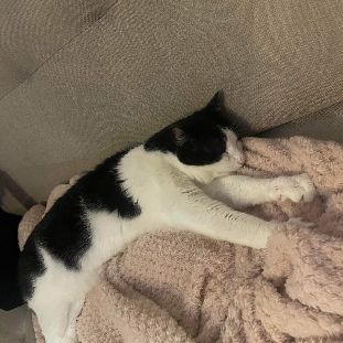 Faro sos adorable noir et blanc #2