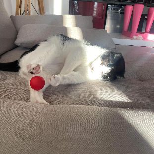 Faro sos adorable noir et blanc #3