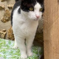 Faro sos adorable noir et blanc #1