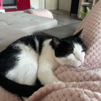 Faro sos adorable noir et blanc #4