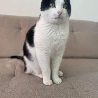 Faro sos adorable noir et blanc #0