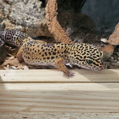 2 gecko leopard avec terrarium complet #1