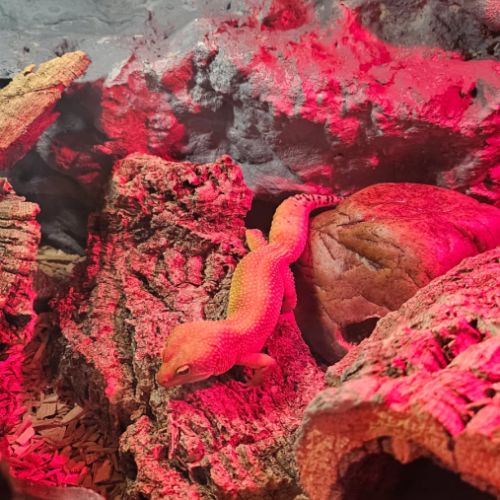 2 gecko leopard avec terrarium complet #2