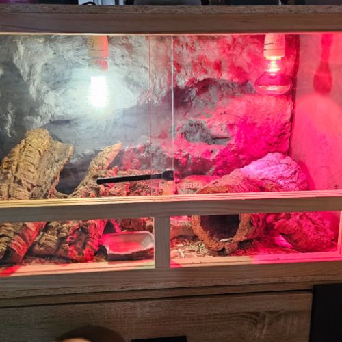 2 gecko leopard avec terrarium complet #3