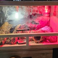 2 gecko leopard avec terrarium complet #3