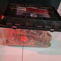 2 gecko leopard avec terrarium complet