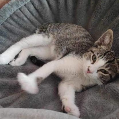 Bahamas magnifique junior à adopter #1