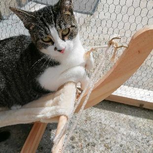 Bahamas magnifique junior à adopter #5